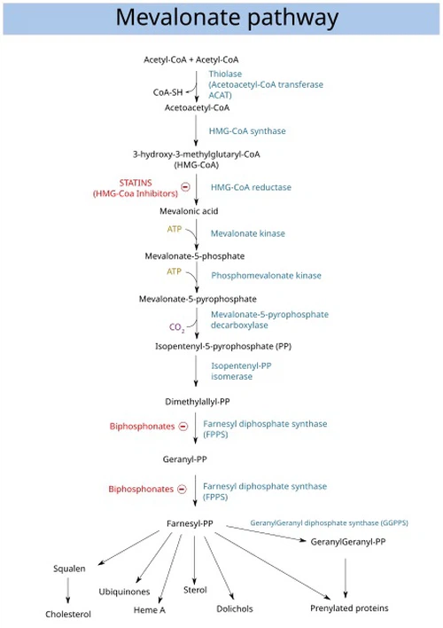 a necessary step in the biosynthesis of cholesterol: a necessary step in the biosynthesis of cholesterol: